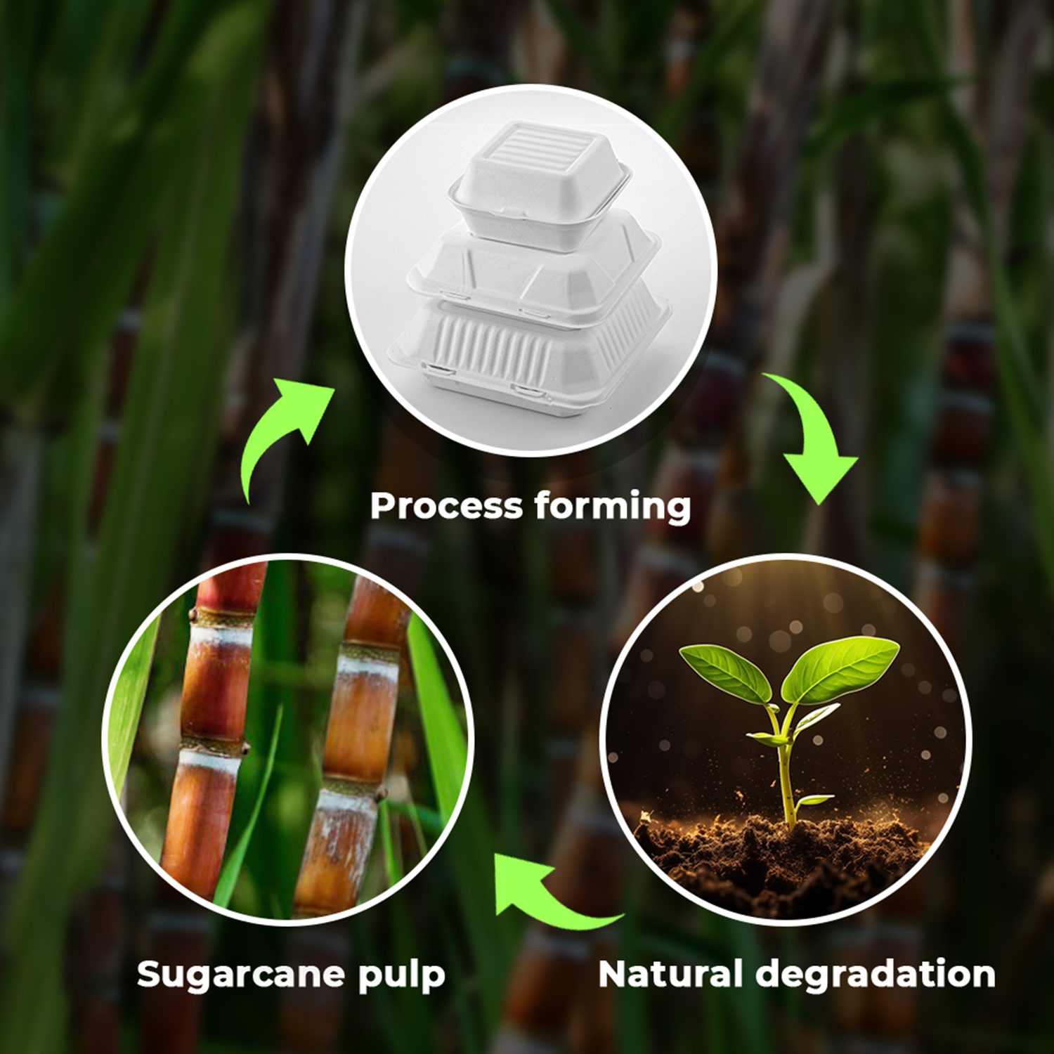 [200ct] 9" x 9" Sugarcane Bagasse Take-0ut Box | White